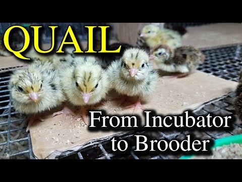 Hatching Quail Eggs &amp; Brooding Coturnix Chicks with Tips