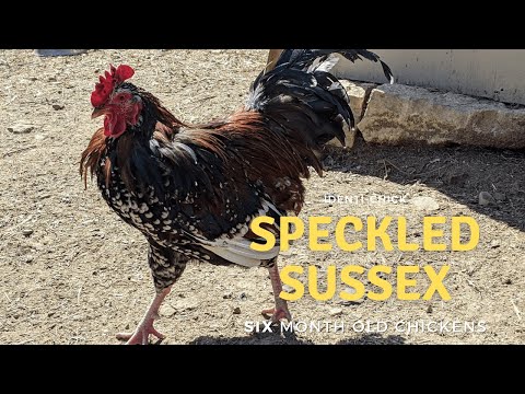 Speckled Sussex: 6-Month-Old Chickens