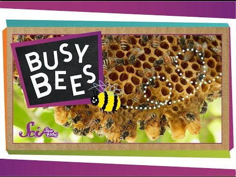 Busy Bees! | Bumblebees and Honeybees | Amazing Animals | SciShow Kids