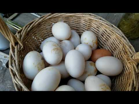 Duck egg collection and how to spot rotten eggs