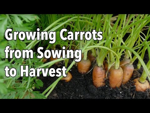 Growing Carrots from Sowing to Harvest