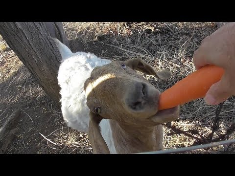Goat Eating Carrot 🥕🐐