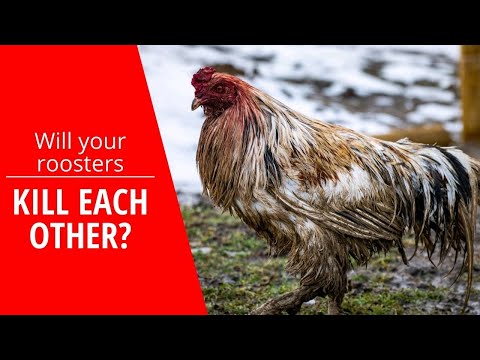 Can roosters live together in the same flock with hens?