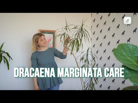 Dragon Tree (Dracaena Marginata) Care Guide