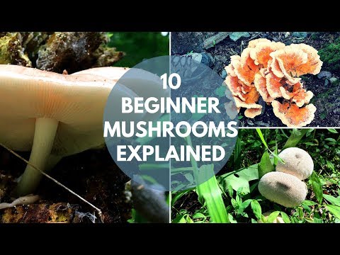 Mushroom Foraging for Beginners