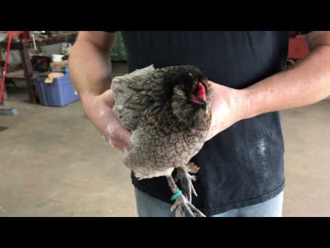 How to Dust Chickens with Poultry Dust to Treat Lice &amp; Mites