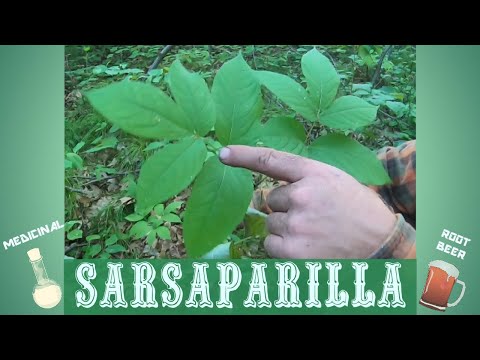 Sarsaparilla An Overlooked And Expansive Woodland Plant That Has Been Used As Rootbeer