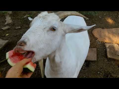 Goat Eating Watermelon Featuring Sticky.