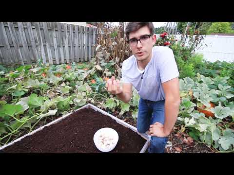 Planting Fall Garlic From Start to Finish