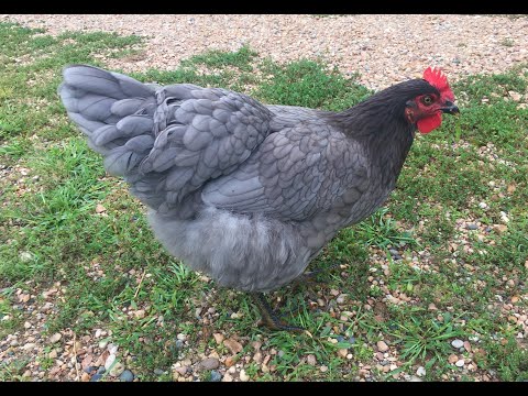 4 Month Update - Sapphire Gem Chickens