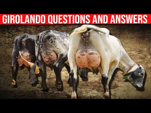 ⭕ Common Questions and Answers about the Girolando Breed ✅ Biggest Bulls And Cow