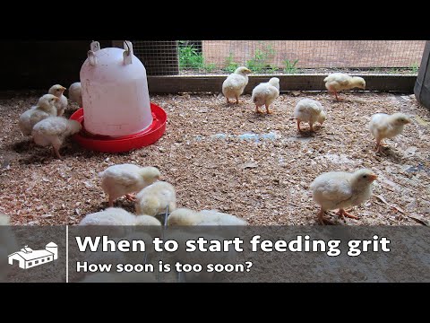 Feeding chickens grit early enough? - AMA S7:E2