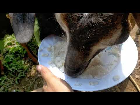 goats eating rice