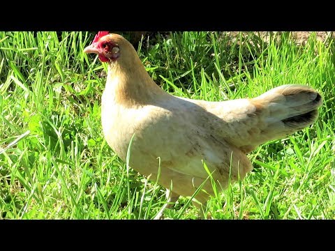 Nankin Bantam Chickens Are Ready for Spring