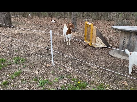 Easy Electric Fencing Solutions For Goats