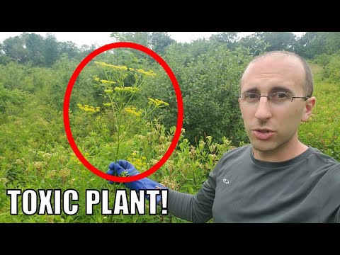 HUGE Wild Parsnip Plant - And How to Kill It