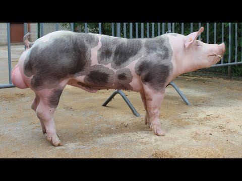 Pietrain Pigs | Belgian Blue Of The Pig World