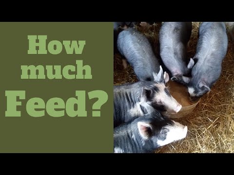 How Much Feed Do Feeder Pigs Eat?