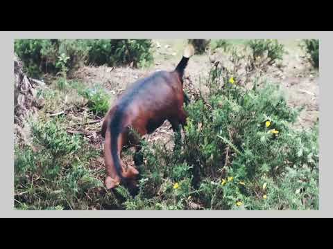 Goats eating thorns