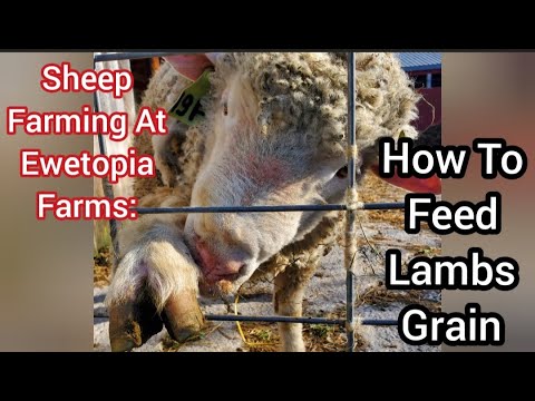 Sheep Farming At Ewetopia Farms: How To Feed Lambs Grain