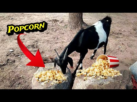 goat eating popcorn 🐐 🍿😋😋