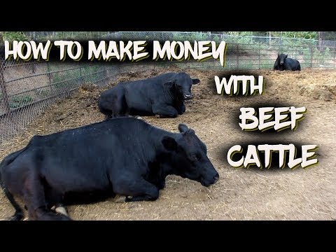 How to Make Money with Beef Cattle