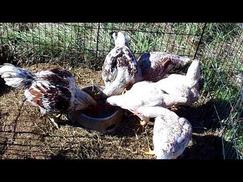Cornish Chickens