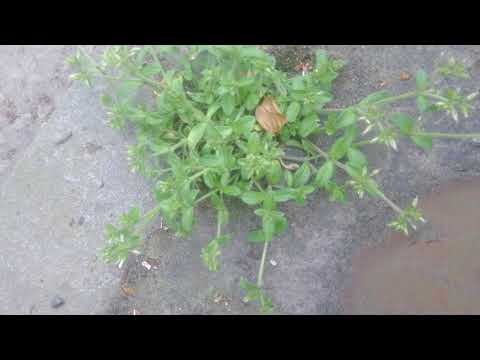 Mouse-ear chickweed - a little known edible lawn weed