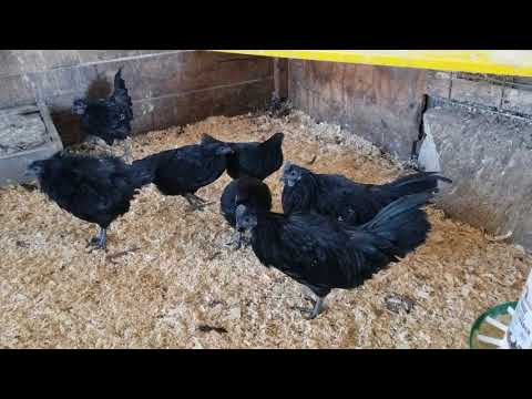 Swedish Black Hens / Svart hona chickens