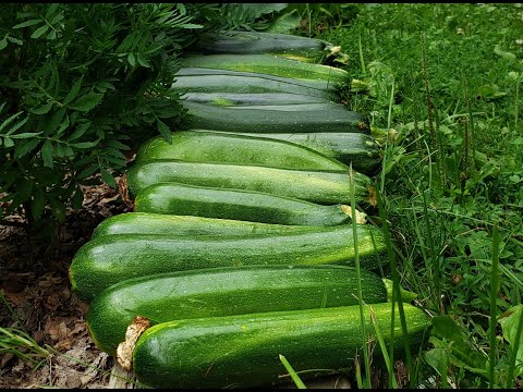 Benefits of Growing Zucchini in Containers vs Garden