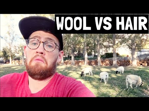 Wool Sheep vs. Hair Sheep