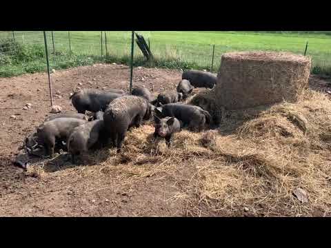 Can pigs eat hay?