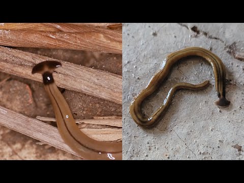 Hammerhead Flatworms Are Gross and Bad