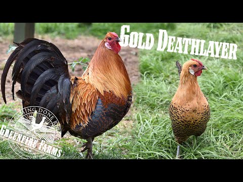 Gold Deathlayer│Greenfire Farms