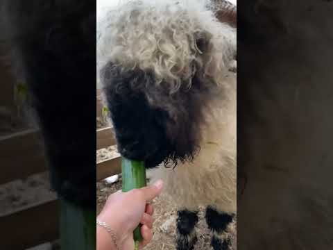 Feeding my sheep a cucumber 😱😳😋👍#sheep #amazing #fypシ #short