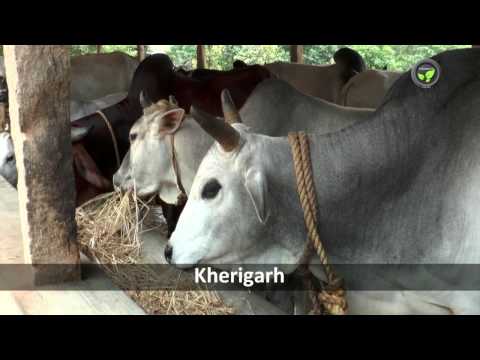 Indian Desi Cow Breed Kherigarh