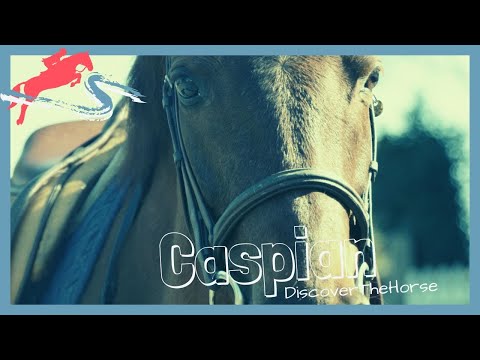 The Story of the Rare Caspian Horse | DiscoverTheHorse [Episode #10]
