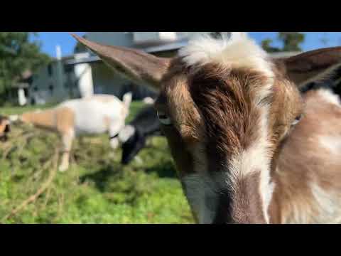 Watch Goats Eat Pine Needles