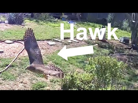 Hawk tries to get baby chickens and rooster attacks