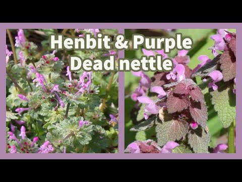 How to identify &amp; use Henbit and Purple Dead Nettle