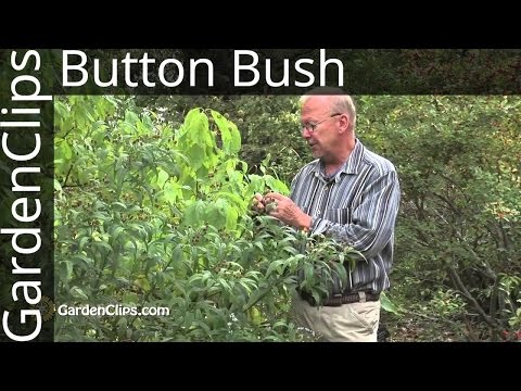 Buttonbush – Cephalanthus occidentalis - How to grow Buttonbush
