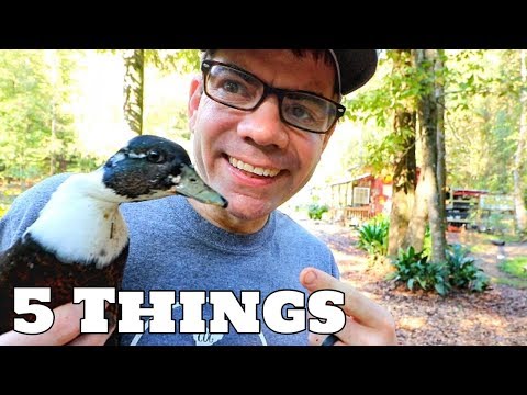 5 Things You Should Know Before Getting DUCKS! (The Farm Life)