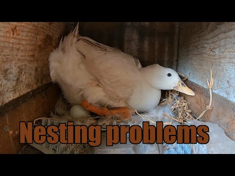 Ducks and chickens in nest boxes