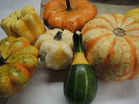 Saving Seeds Ornamental Gourds