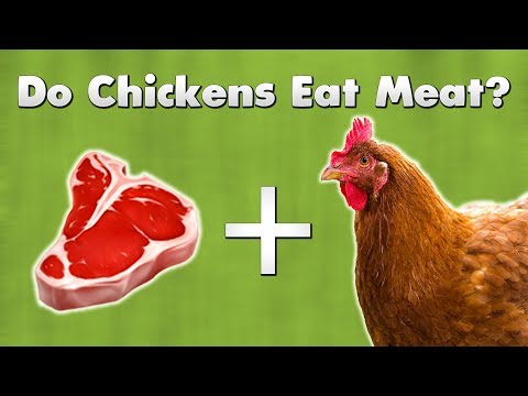 Do Chickens Eat Meat?