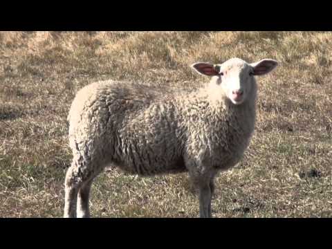 Shepherding 101: Reproduction