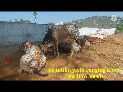 rathi cattle breed of India and its characteristics