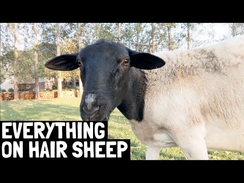 Hair Sheep: The FUTURE of Sheep | 12 Advantages of Hair Sheep