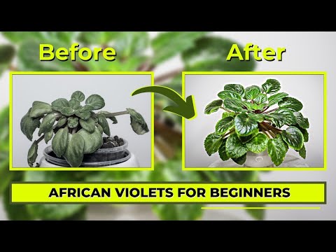 African Violet Care GUIDE - Beginner&#039;s Secret To Success