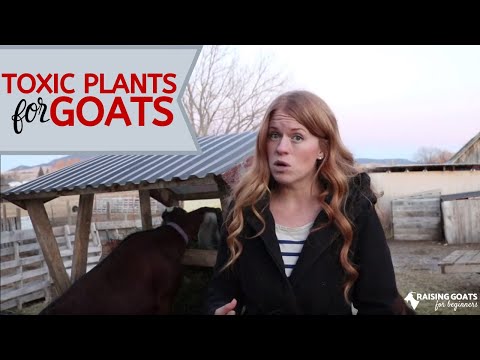 Toxic Plants to Goats